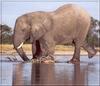 South African Bush Elephant (Loxodonta africana africana)