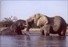 South African Bush Elephants (Loxodonta africana africana)