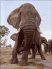 South African Bush Elephant (Loxodonta africana africana)