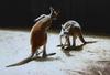 Kangaroo Couple