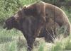 Mating Brown Bear pair