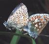 Mating Butterfly pair