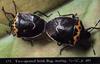 Mating Two-spotted Stink Bug pair