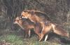 Mating Red Fox pair