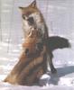 Mating Red Fox pair