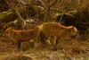 Mating Red Fox pair
