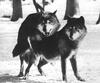 Mating Gray Wolf pair