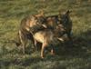 Mating Gray Wolf pair