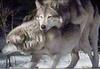 Mating Gray Wolf pair
