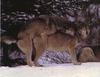 Mating Gray Wolf pair