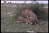 Mating African Lions