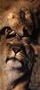 Mating African Lions
