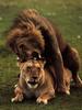 Mating African Lions