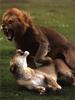 Mating African Lions