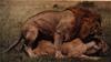 Mating African Lions