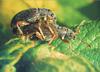 Mating Beetle pair