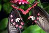 Mating Butterflies