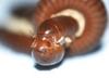 Mating Millipedes