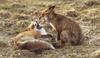 Mating Red Fox pair
