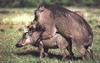 Mating Warthog pair