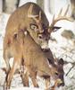 Mating White-tailed Deer pair