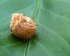 Mantis egg