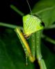 Mantis