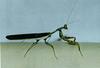 Mantis