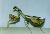 Mantis