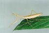 Mantis