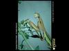 Mantis
