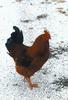 Domestic Chicken (Gallus gallus domesticus)