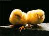 Domestic Chicken (Gallus gallus domesticus)