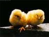 Domestic Chicken (Gallus gallus domesticus) chicks