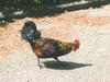 Domestic Chicken (Gallus gallus domesticus)