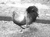 Domestic Chicken (Gallus gallus domesticus)