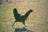 Domestic Chicken (Gallus gallus domesticus)