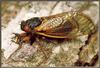 Cicada