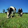 Domestic Cattle (Bos taurus)