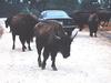 Domestic Cattle (Bos taurus)