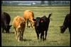 Domestic Cattle (Bos taurus)