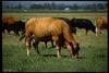 Domestic Cattle (Bos taurus)