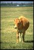 Domestic Cattle (Bos taurus)