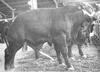 Domestic Cattle (Bos taurus) bull