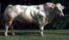 Domestic Cattle (Bos taurus) bull