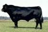 Domestic Cattle (Bos taurus) bull