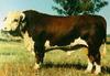 Domestic Cattle (Bos taurus) bull