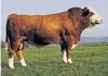 Domestic Cattle (Bos taurus) bull