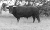 Domestic Cattle (Bos taurus) bull