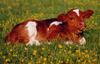 Domestic Cattle (Bos taurus) calf
